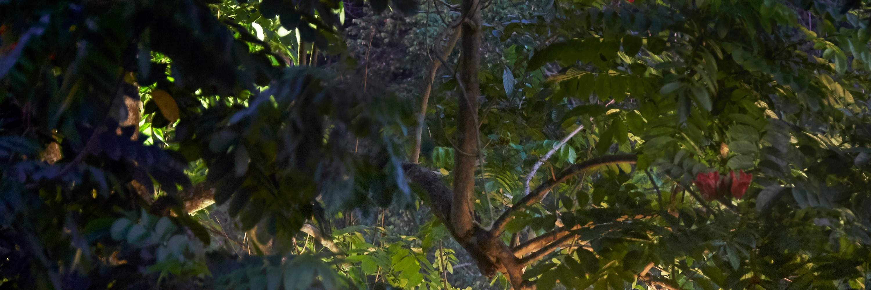Makan Malam Hutan Romantik
