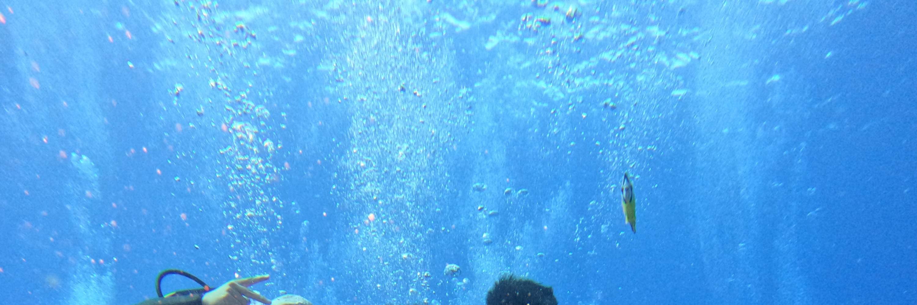 Menyelam di Teluk Green Island