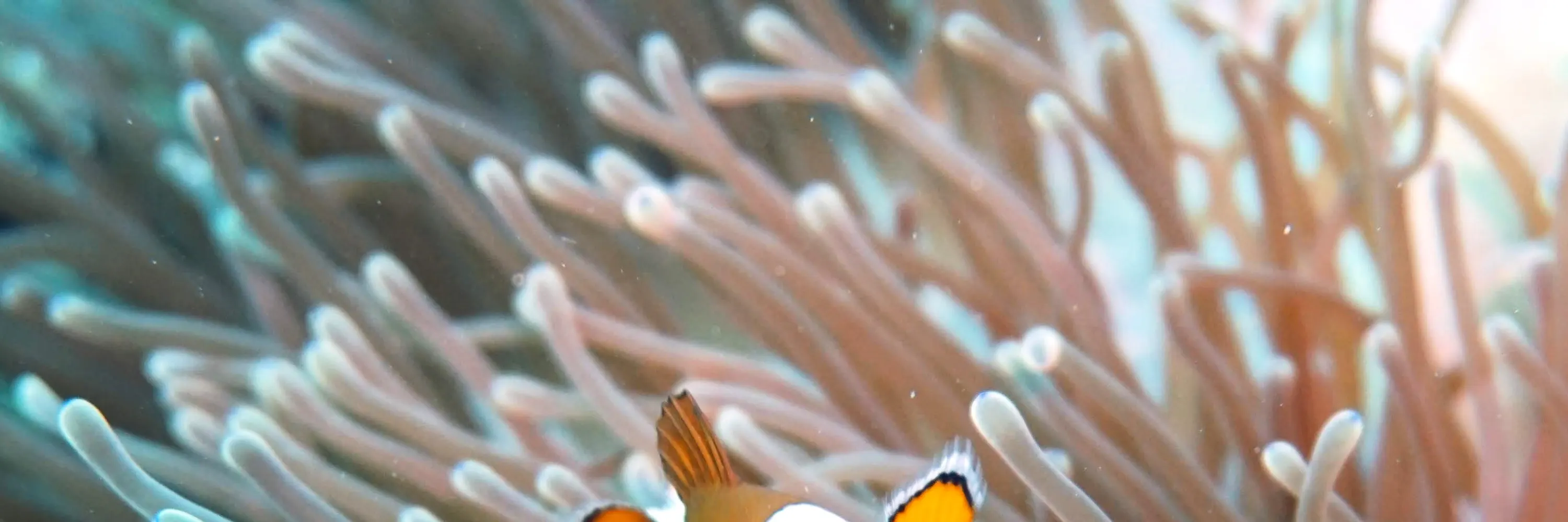 皮皮岛的 PADI 潜水课程