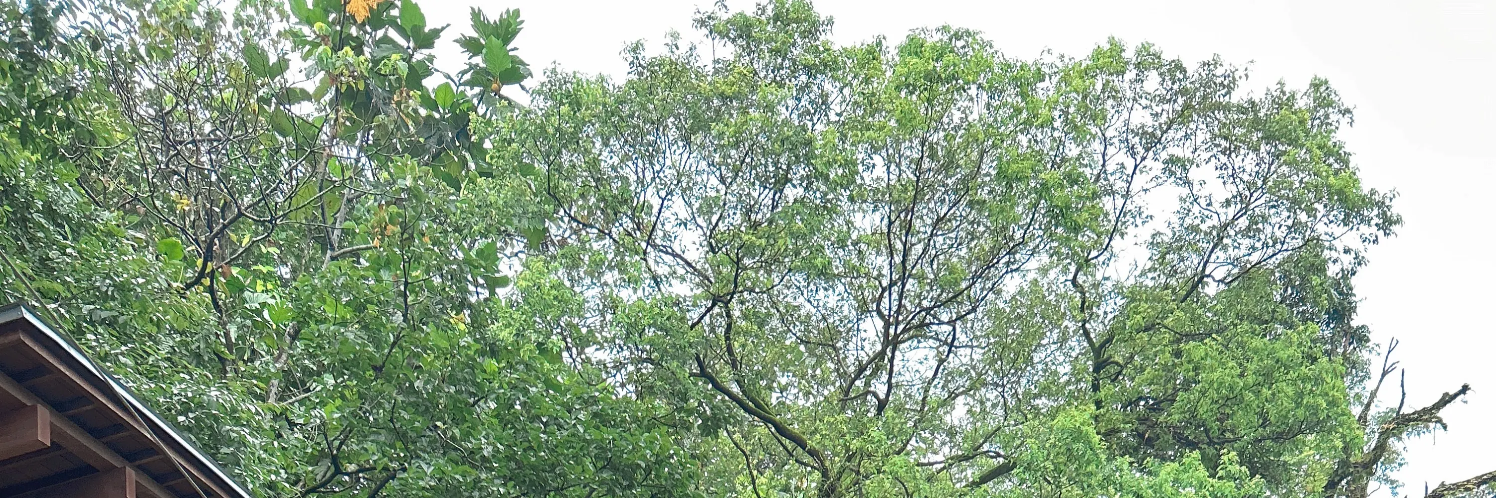 礁溪温泉公园森林风吕