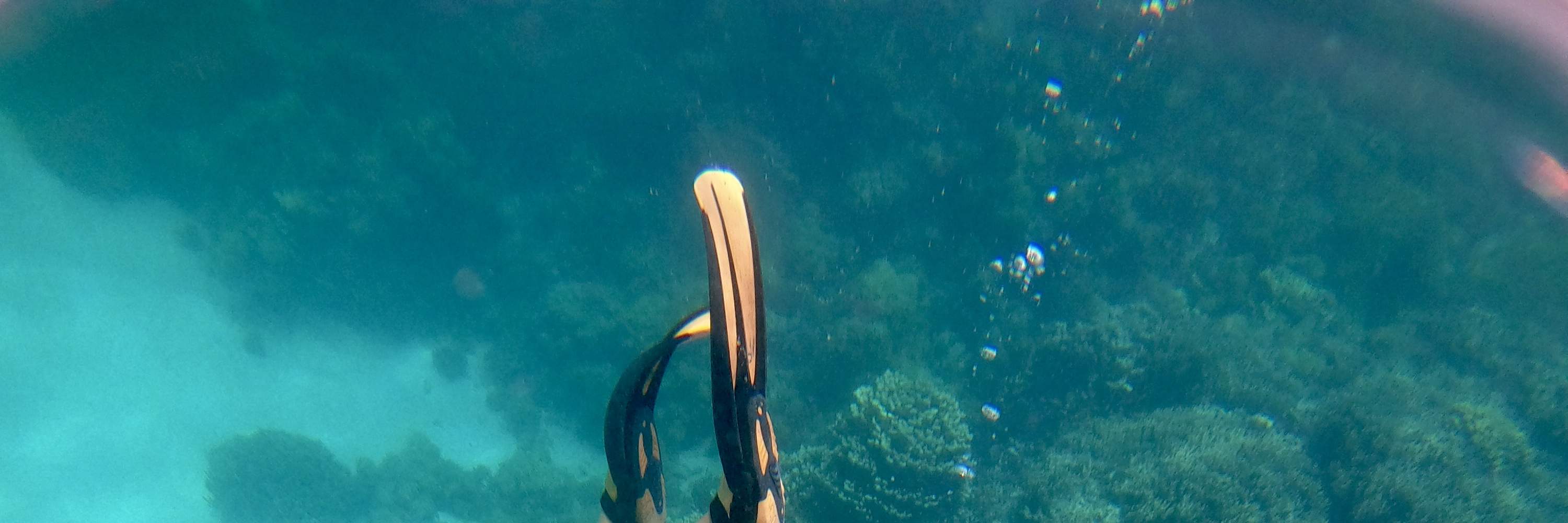 Частный сноркелинг или фридайвинг в Гуаме