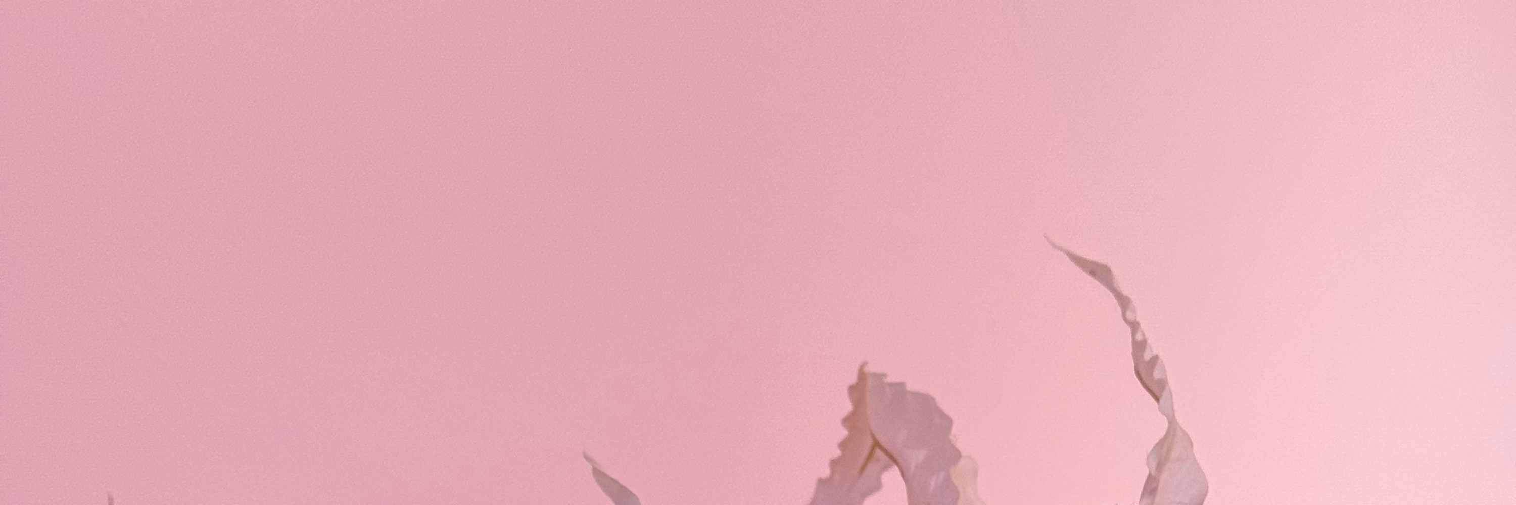 Attenzione, amici umani: il momento di giocare non è facoltativo! Andiamo!