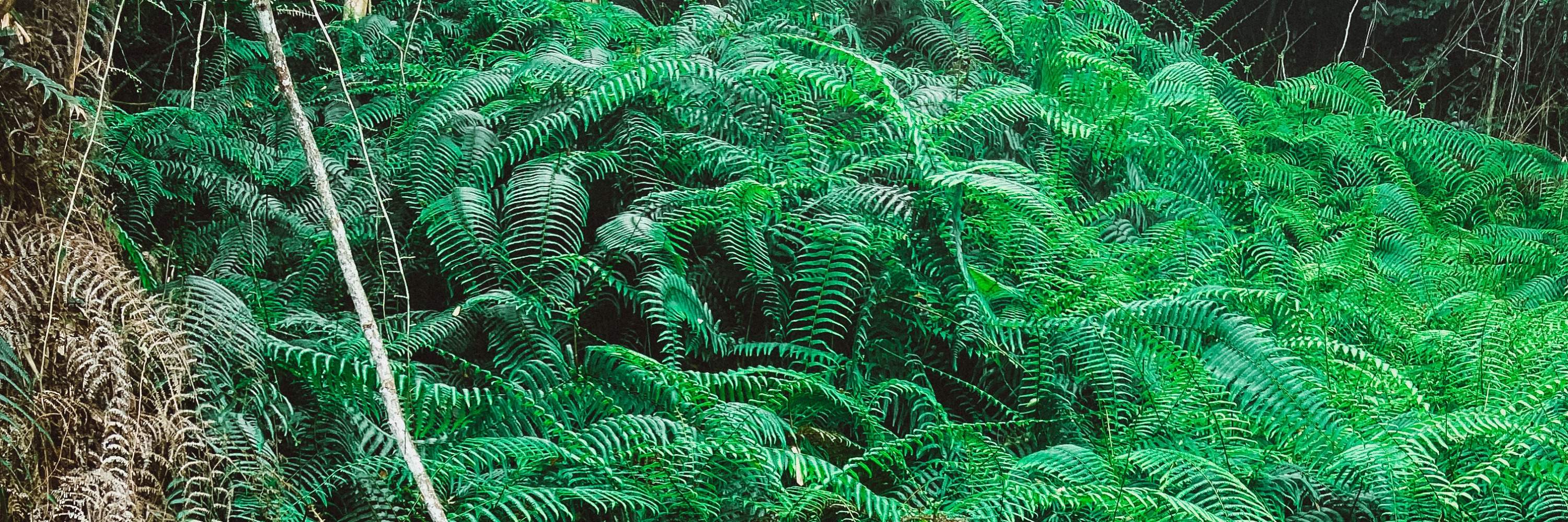 Le Qing - SUP für Familien