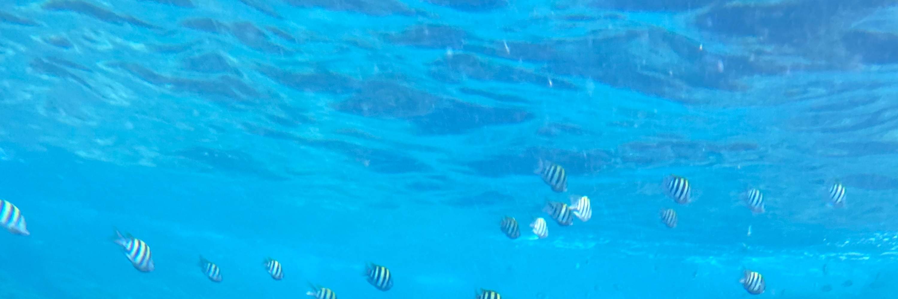 Gongliao, New Taipei: Pulau Emas dan Perak Aodi - Catatan Perahu Pulau - SUP / Kano / Snorkeling / Fotografi Lensa Tunggal