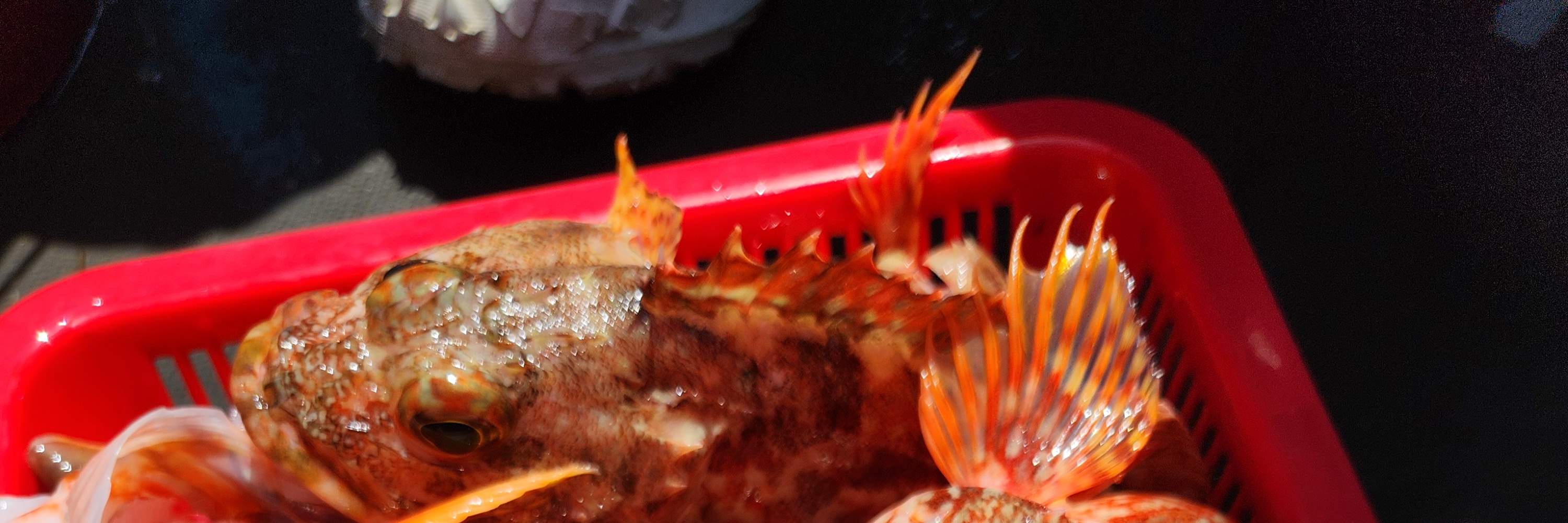 Tour di pesca in barca nel mare di Jeju con pranzo incluso