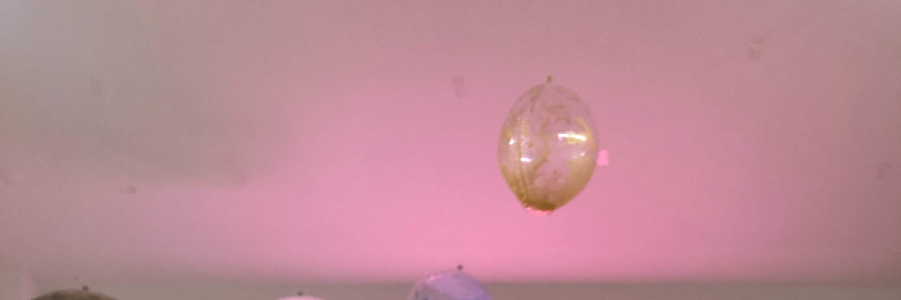 L'Atelier Du Reve 新加坡流動小熊工作坊