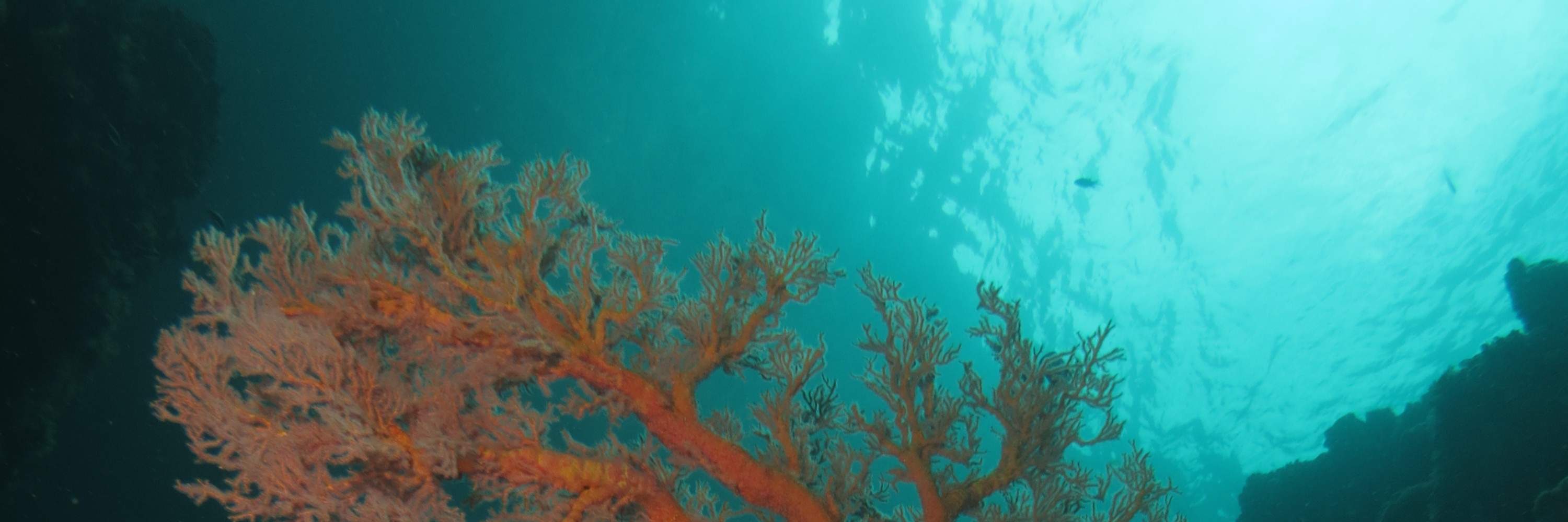 PADI进阶开放水域潜水员