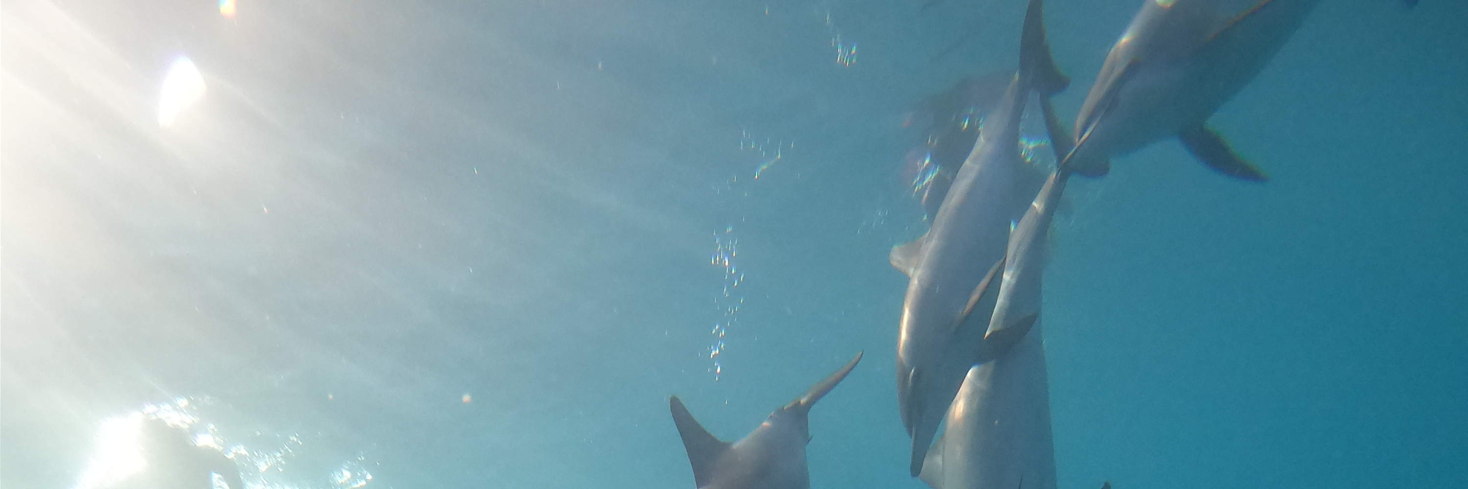 Marsa Alam - Sataya Dolphin House Overnight Trip 