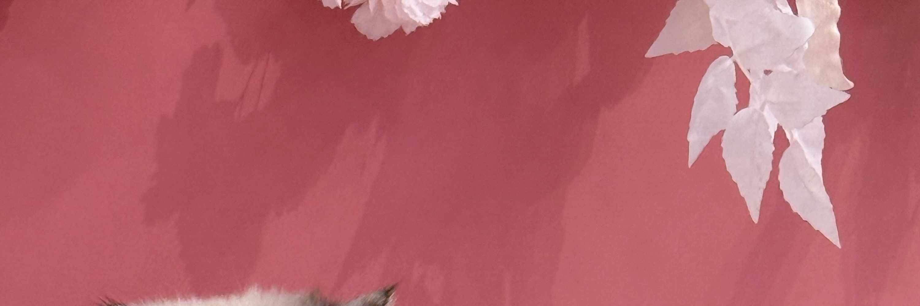 Chỉ toàn những điều tích cực! Tham gia cùng tôi cho vui nhé? *vẫy đuôi*