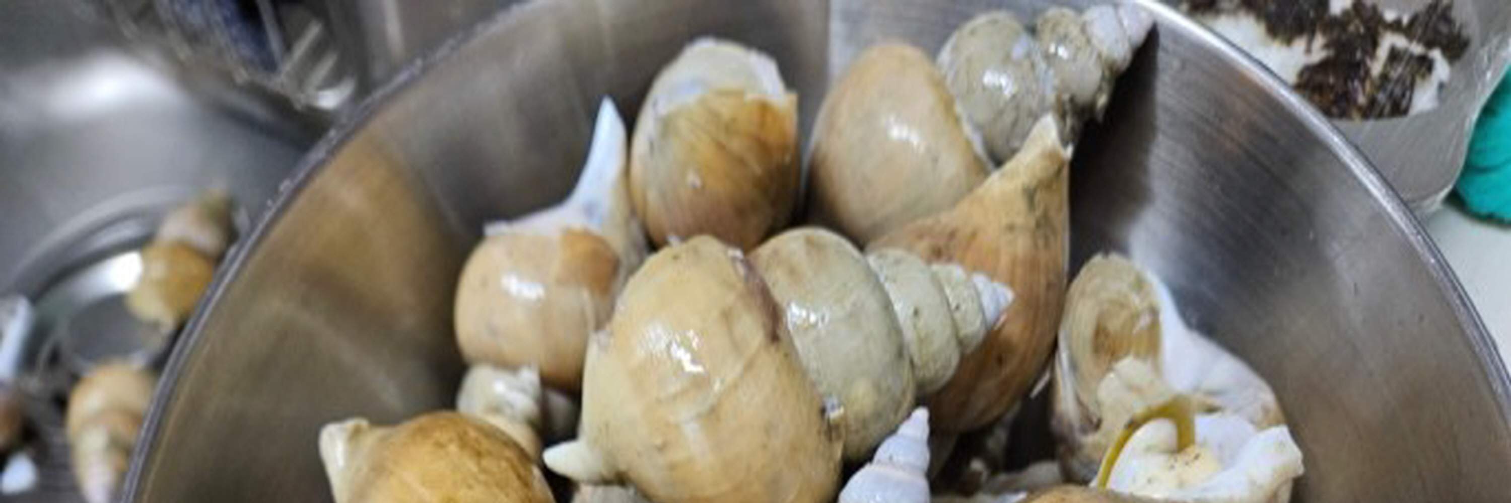 Marinated Sea Snail by Soy sauce