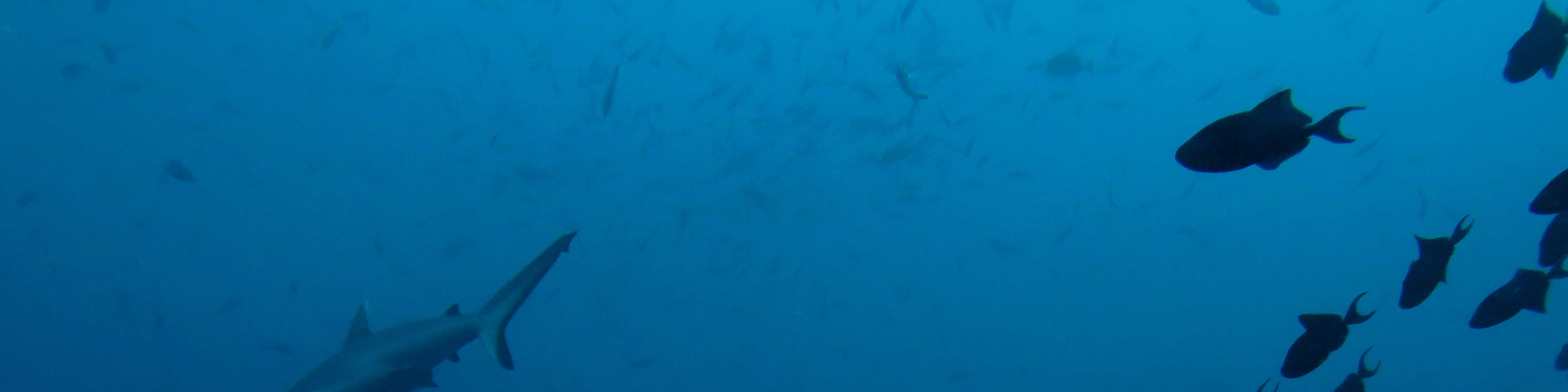 Dive into Bliss Two Fun Dives in North Ari Atoll with PADI 5 Star Dive