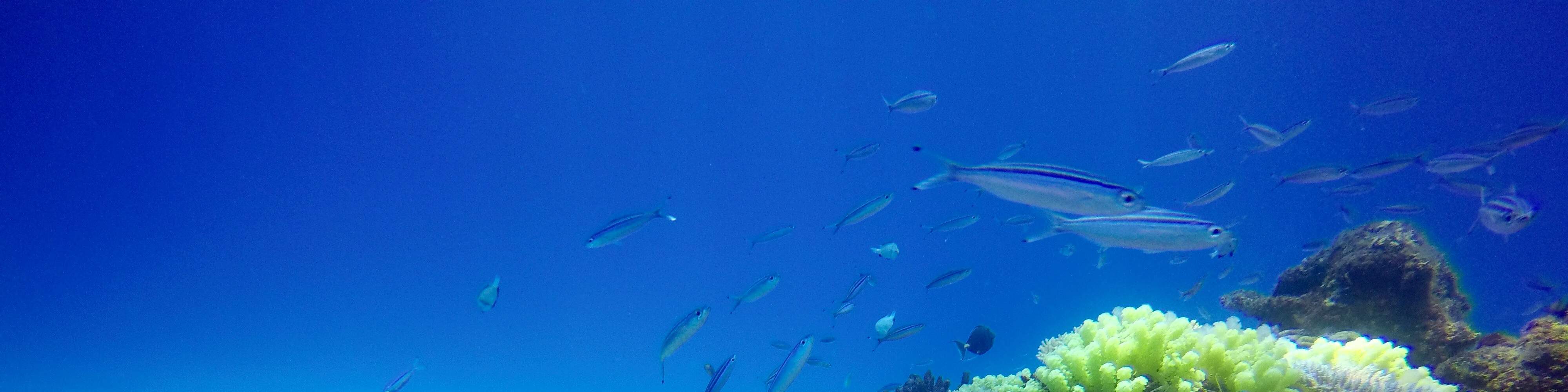 Lặn hai bình bao gồm đến 'The Supermarket'