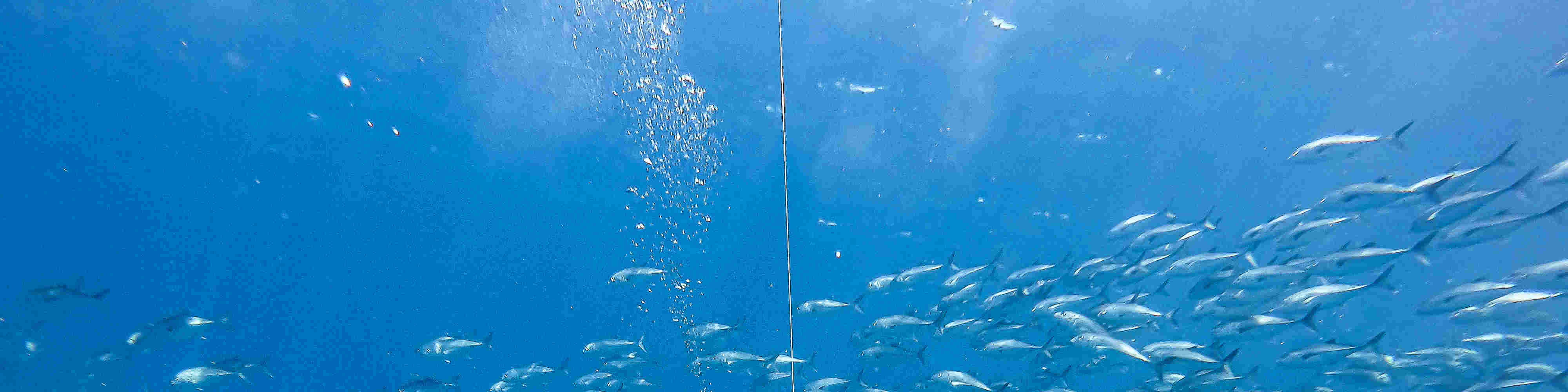 PADI Advanced Open Water Diver