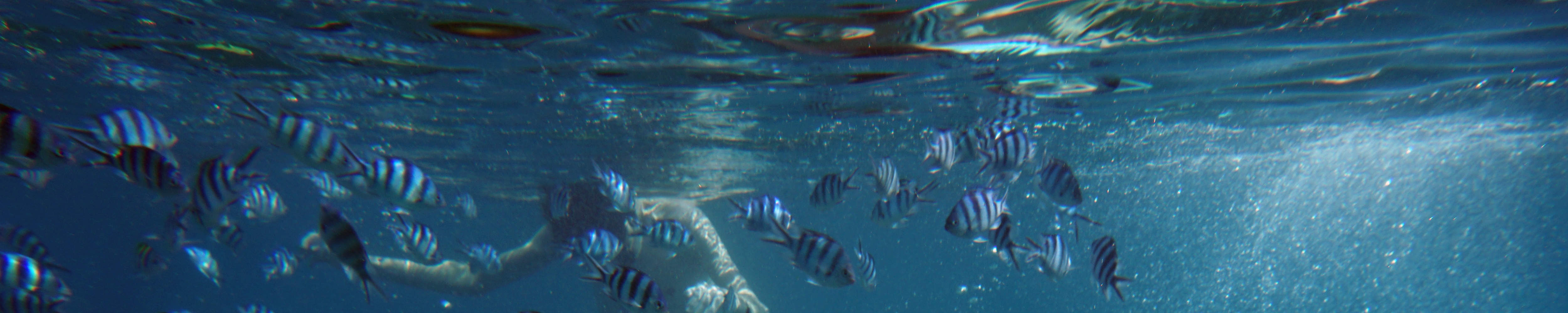 Perjalanan Snorkeling Sehari Penuh