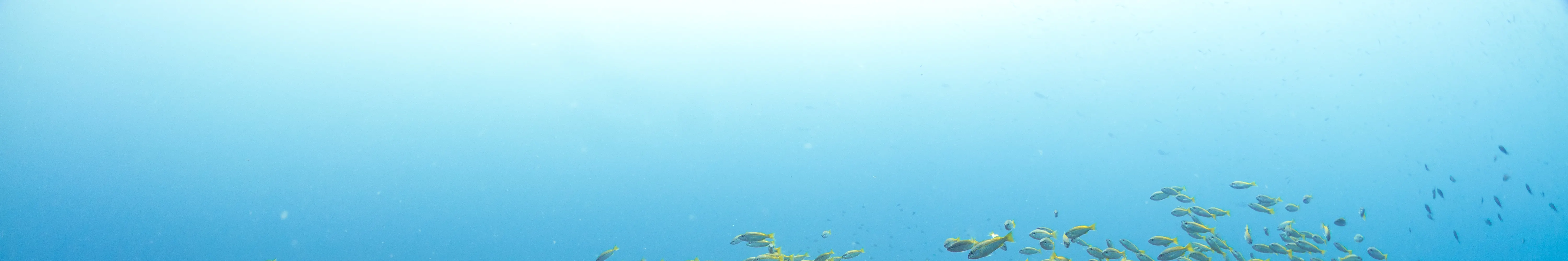 PADI 开放水域潜水员（电子学习）