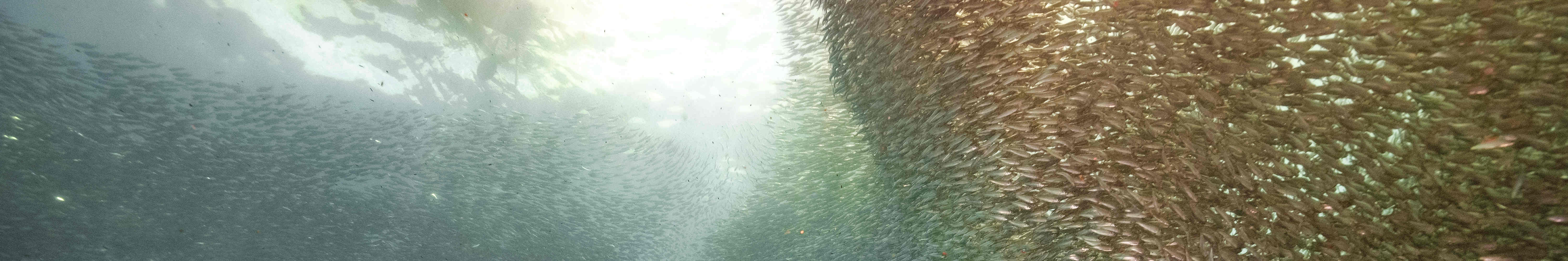 PADI Advanced Open Water Diver (E-learning)