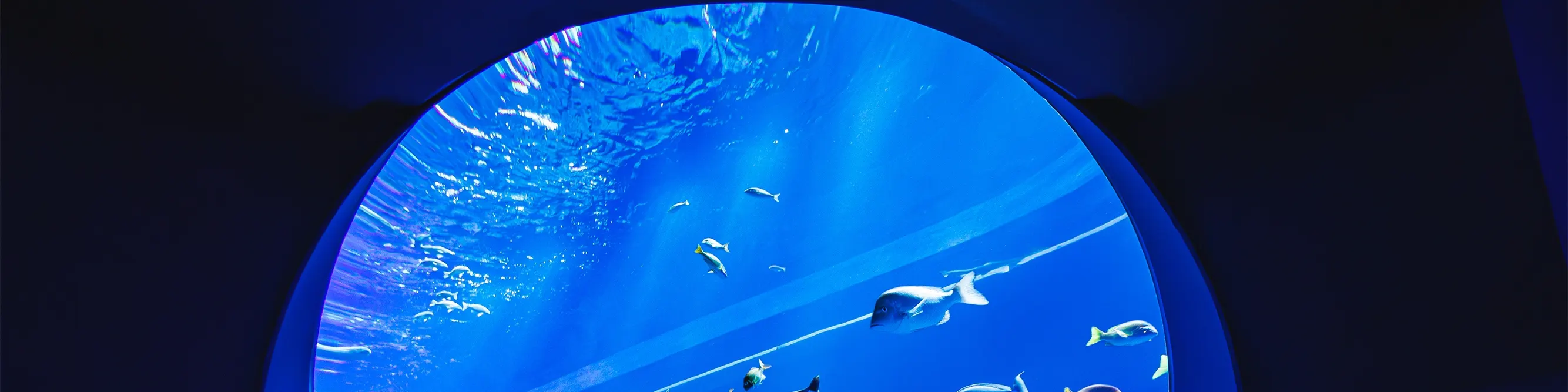 冲绳 DMM Kariyushi 水族馆门票