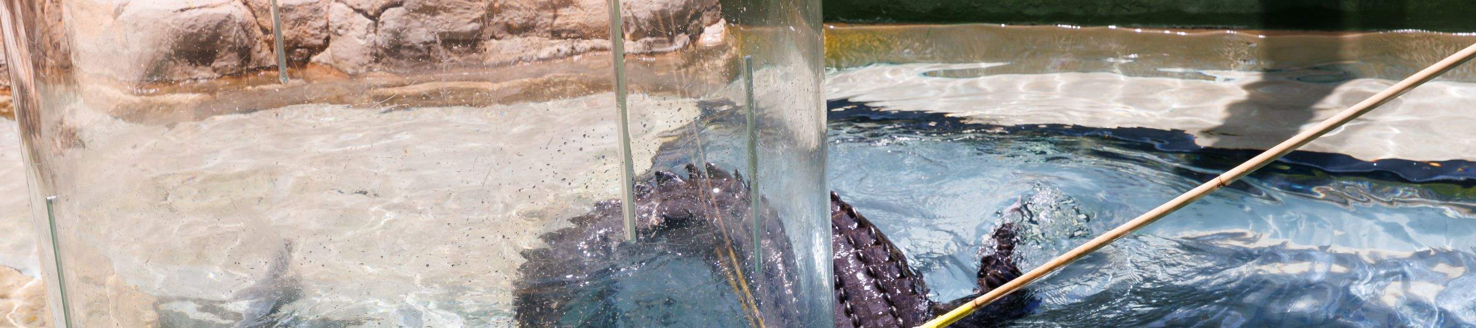 กิจกรรมดำน้ำกับจระเข้