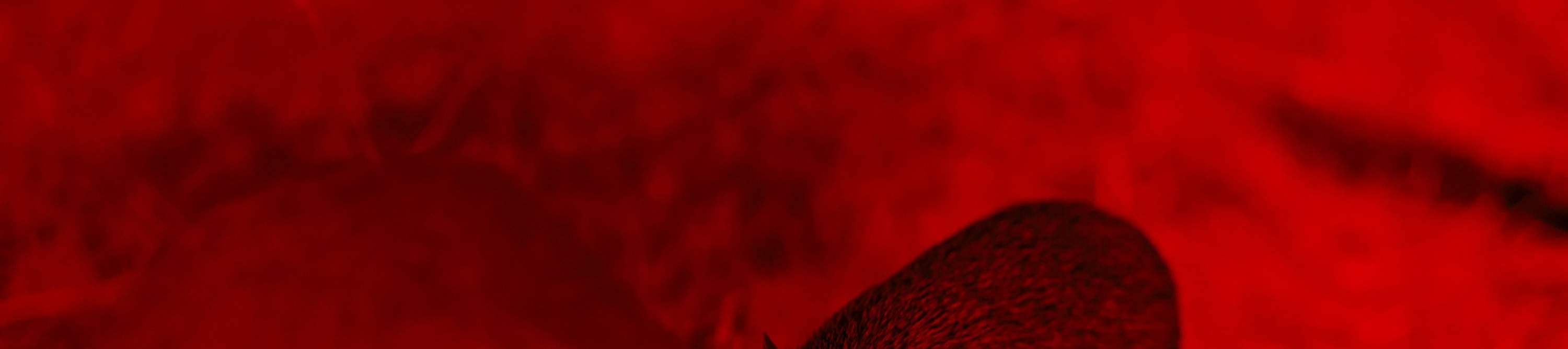 ローンパインコアラサンクチュアリ 入場チケット