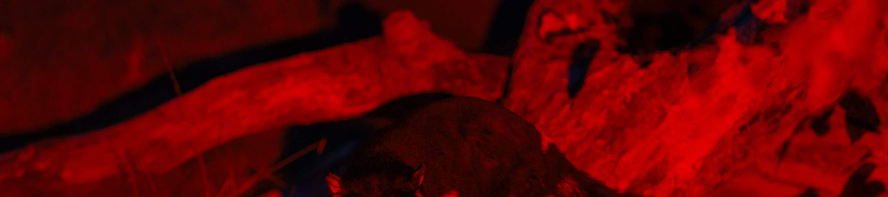 ローンパインコアラサンクチュアリ 入場チケット