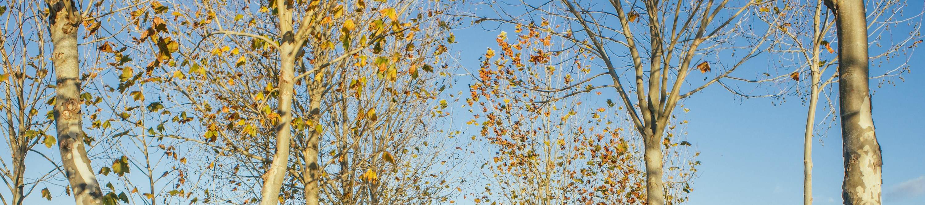 Explorez des œuvres d'art captivantes dans le charmant village d'art de Matakana