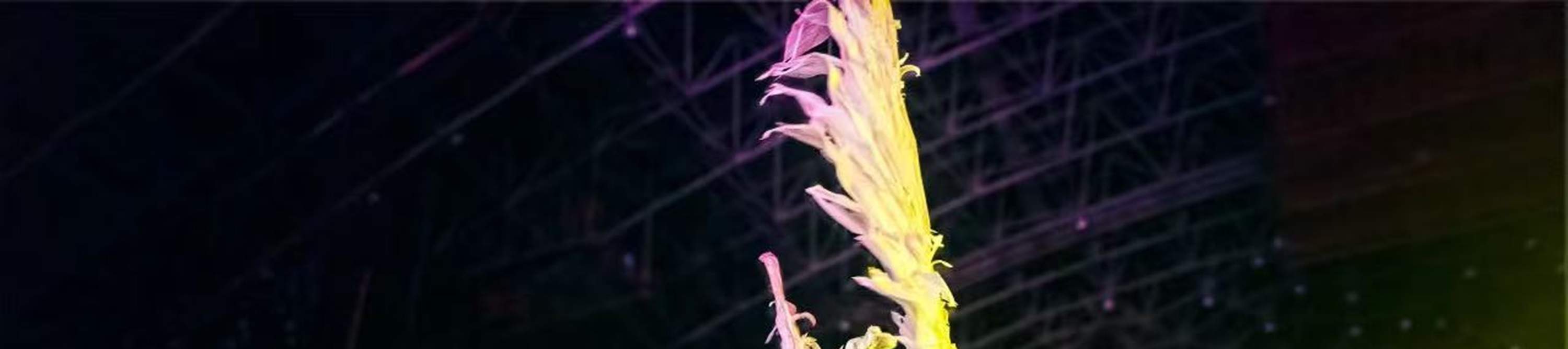 厦门老院子外景闽南传奇秀表演演出票