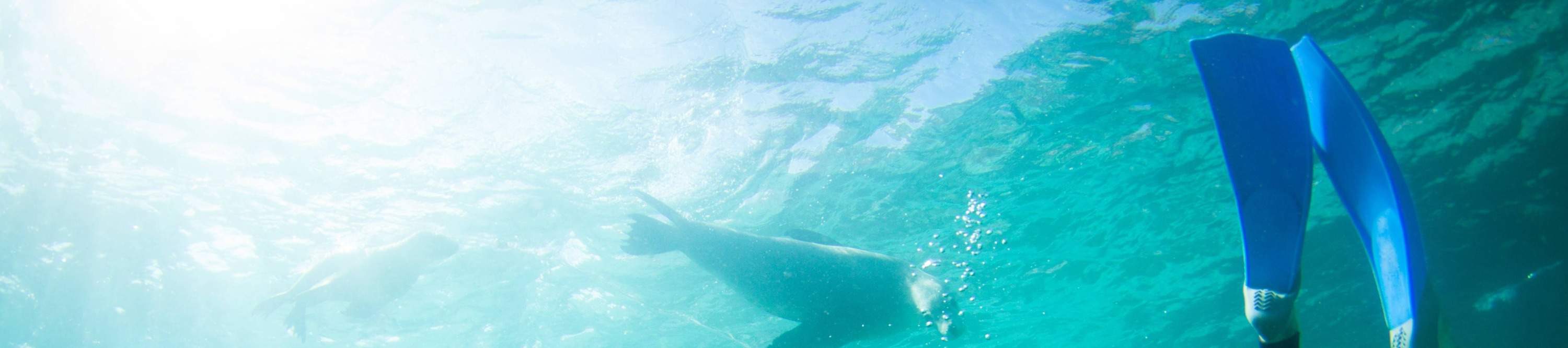 Aventura submarina de fin de semana en Port Lincoln