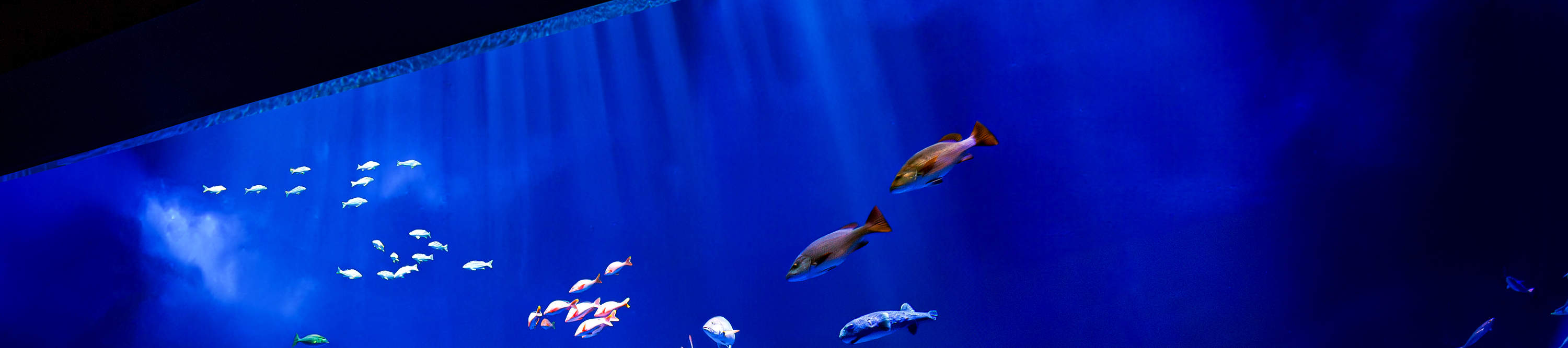 Biglietto per il DMM Kariyushi Aquarium a Okinawa