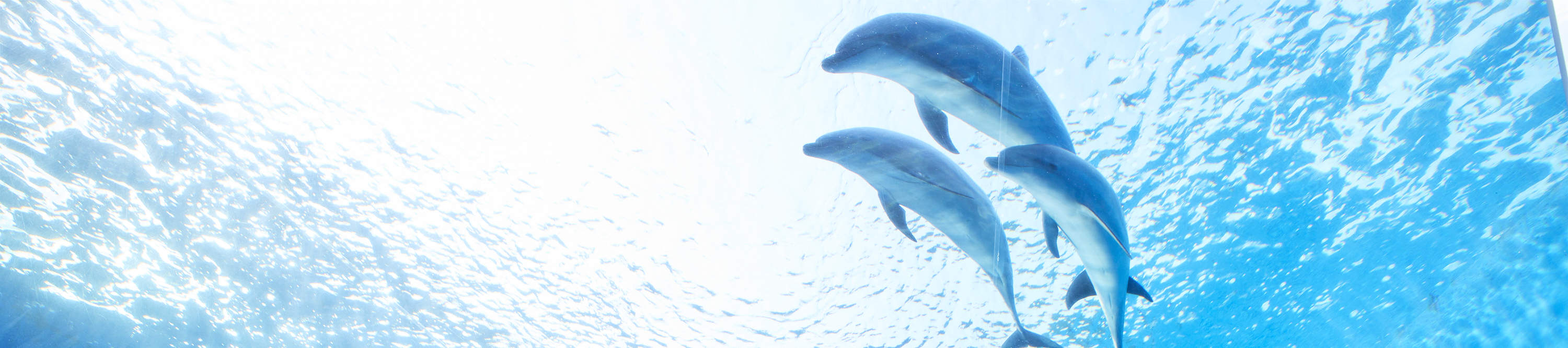 Билет в Yokohama Hakkeijima Sea Paradise