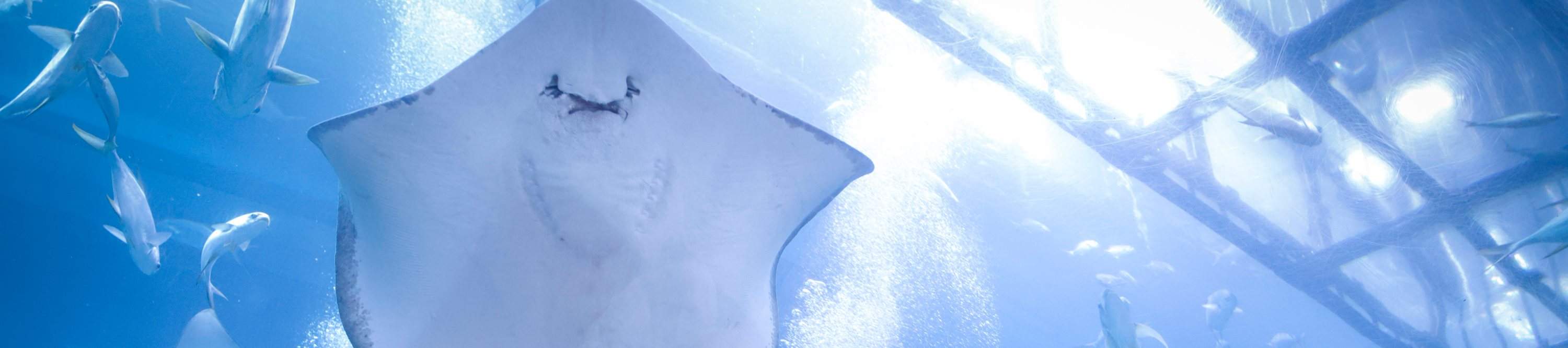 Dubai Aquarium Ticket