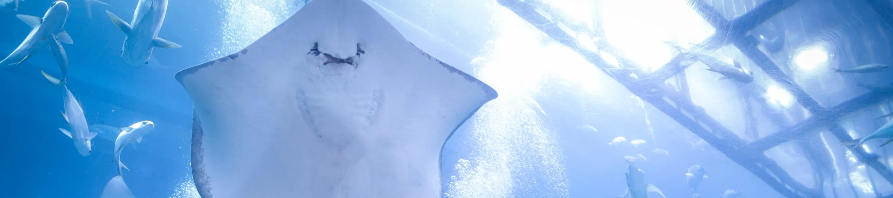 迪拜水族館門票