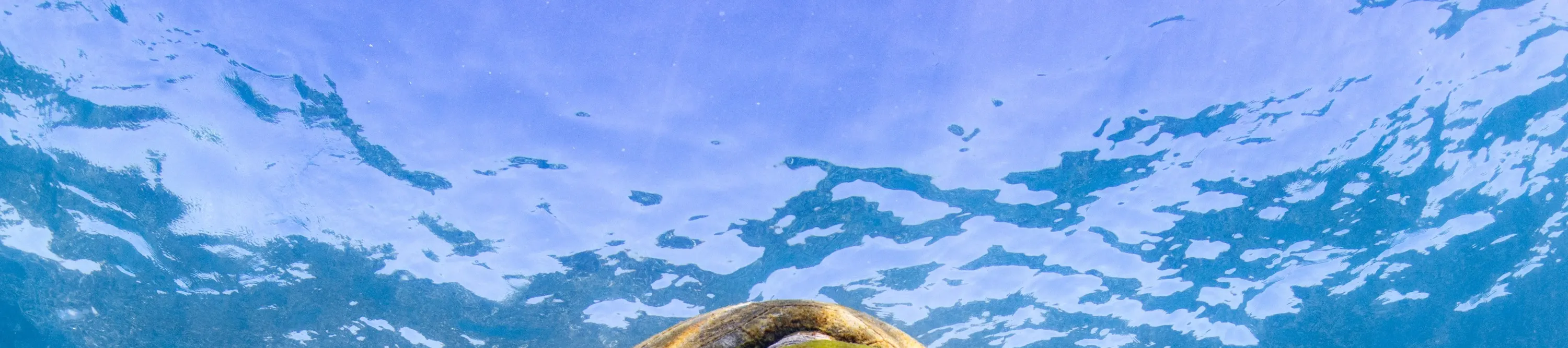 海龟