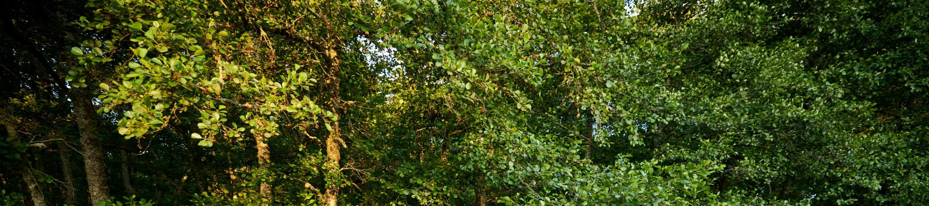 Secret Spot Cedar Hot Tubs in Rotorua Klook