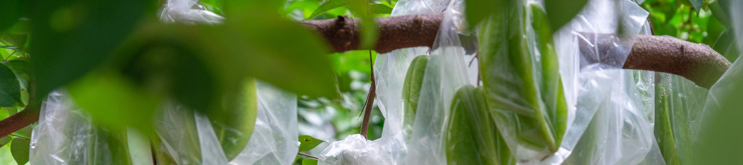 โรงแรมเซินเจิ้น ชิงชิง เวิลด์