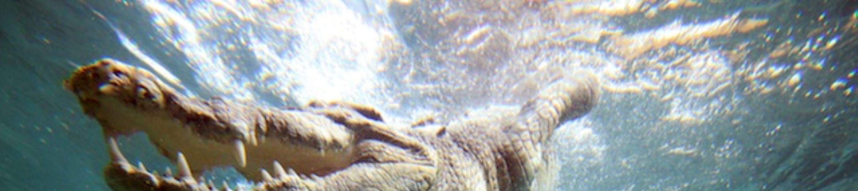 กิจกรรมดำน้ำกับจระเข้