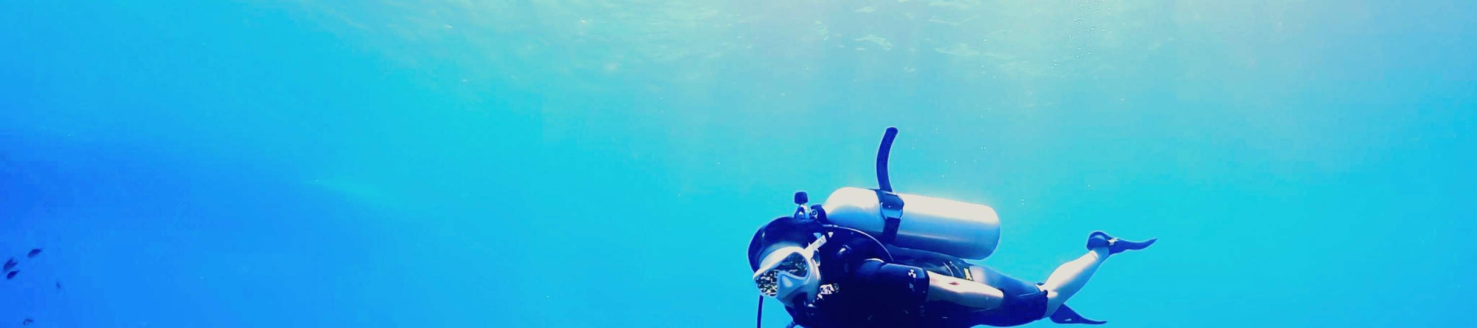 潜水员在拉查诺伊 (Racha Noi) 的鹿角珊瑚群中，与巨型河豚共游