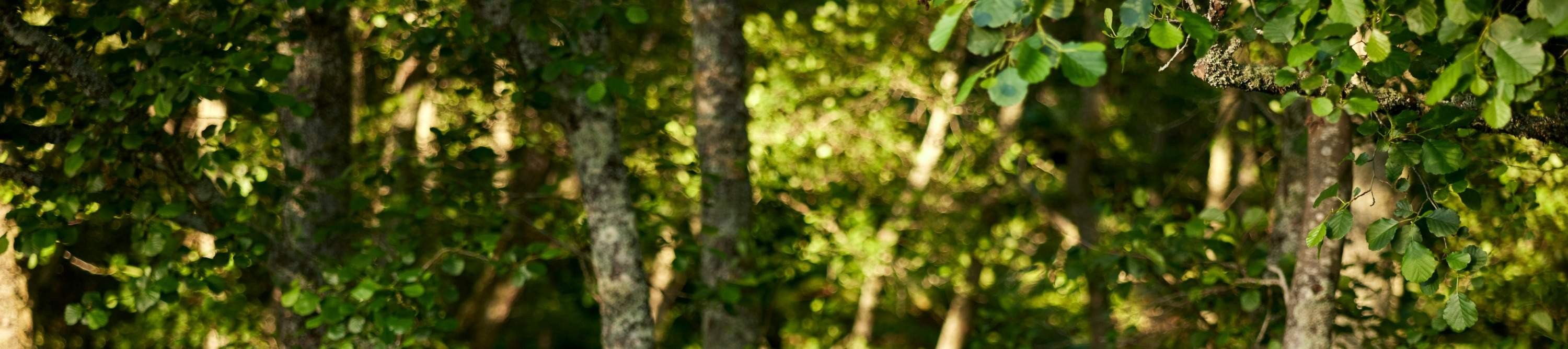 Bồn tắm nước nóng địa nhiệt Rotorua