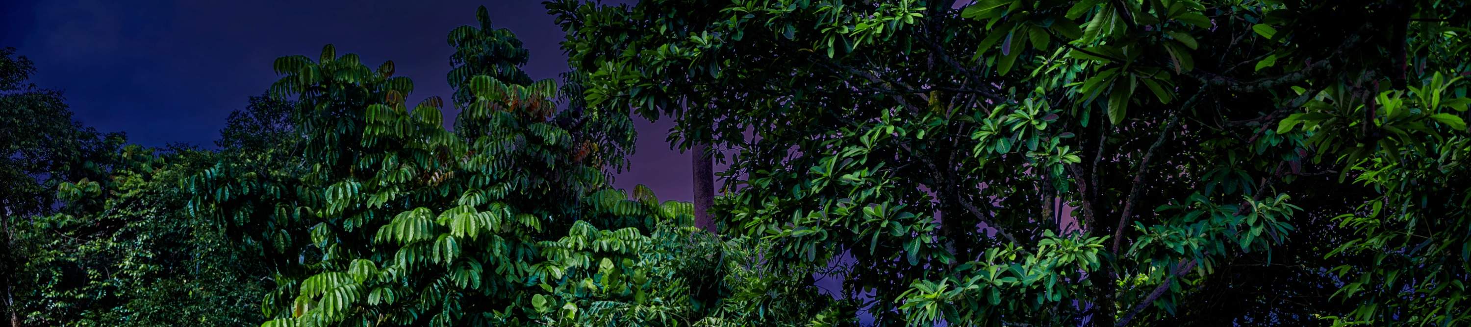 Night Safari Singapur Ticket mit Straßenbahnfahrt