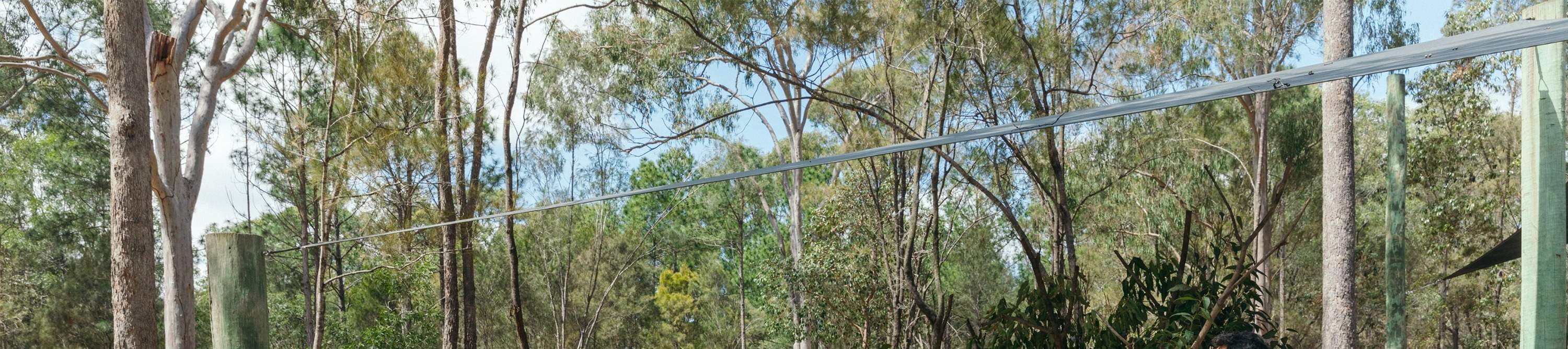 ワイルドライフ・ウォークアバウトを散策して、ユーカリの木に寄り添う眠そうなコアラを見つけましょう。