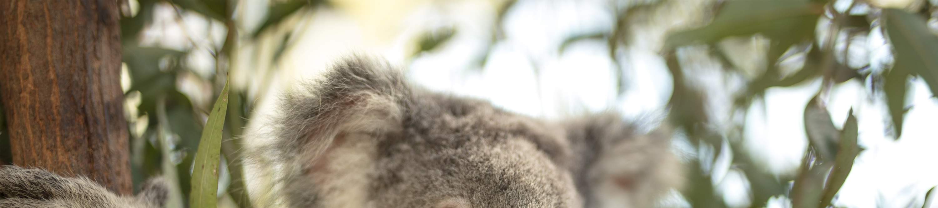 Entdecken Sie Koalas aus nächster Nähe bei Ihrem gemütlichen Wildlife-Walkabout, perfekt für Tierliebhaber