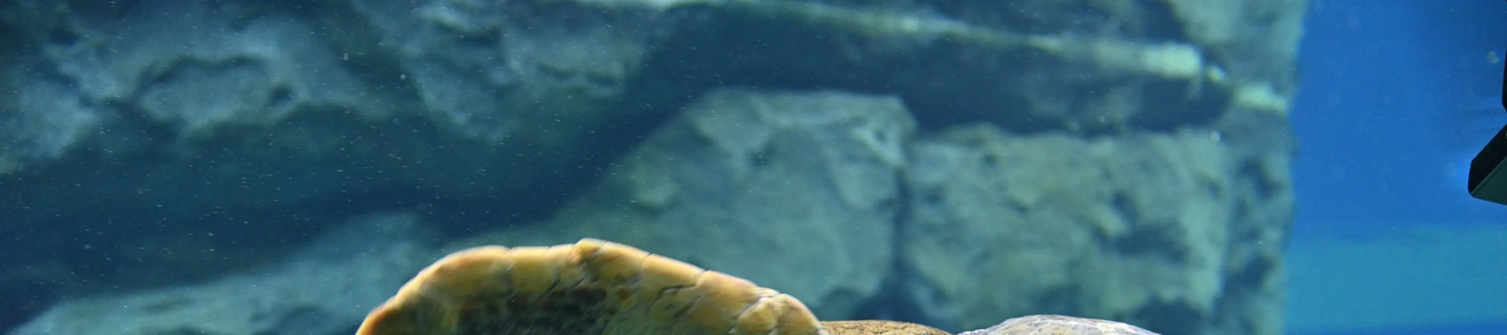 名古屋港水族馆