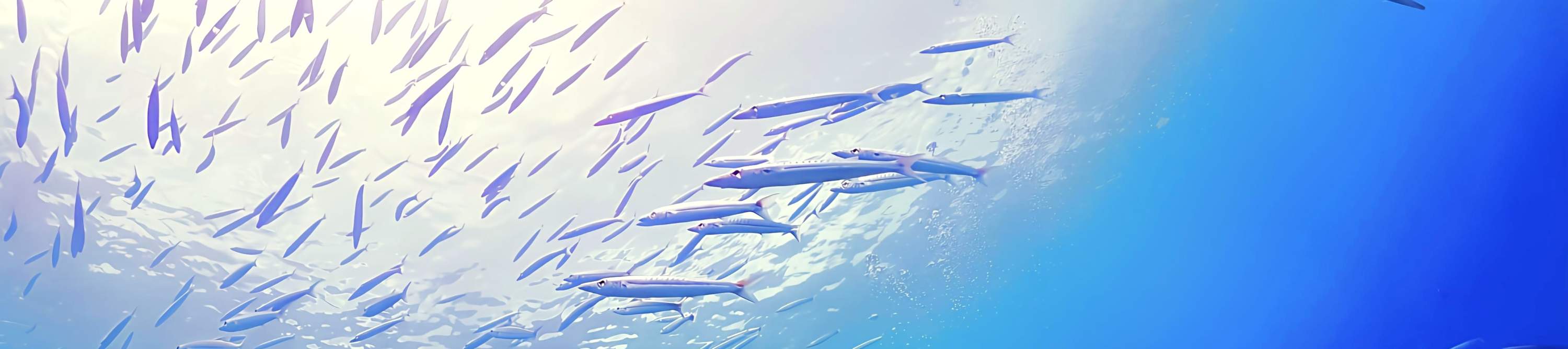 Phuket Scuba Diving Racha Islands 1-3 Dives For All Levels