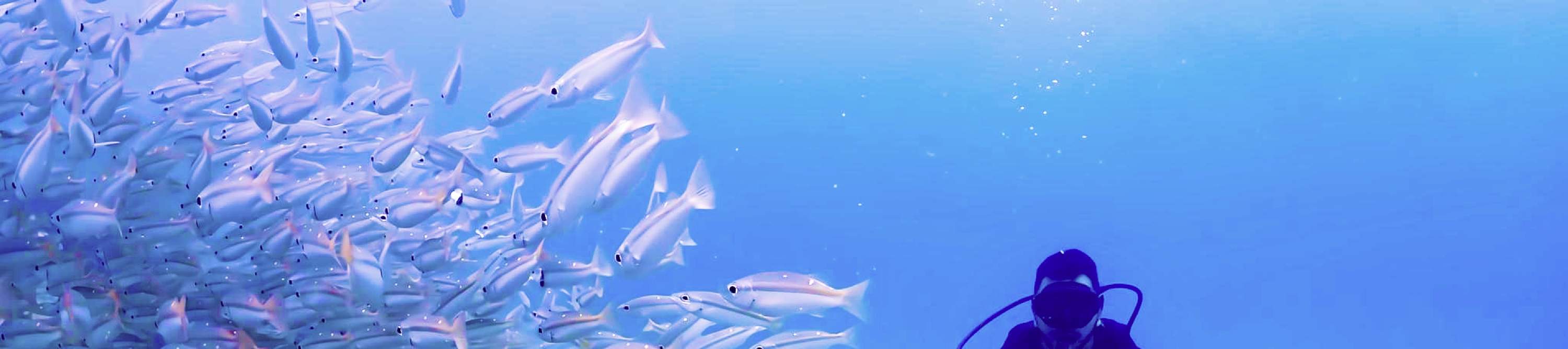 普吉岛潜水员 1 号在拉差亚岛与一大群鱼儿同游