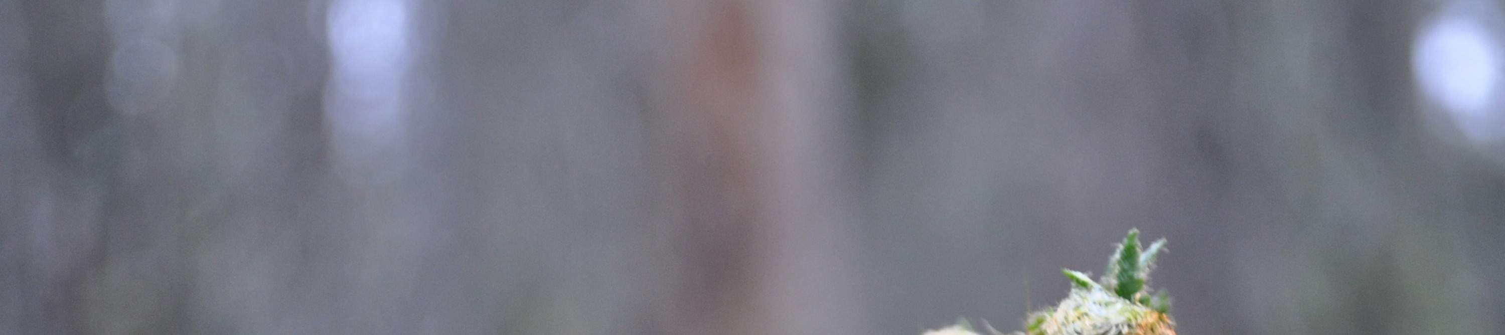 Jumeaux de fougères de Tarraleah