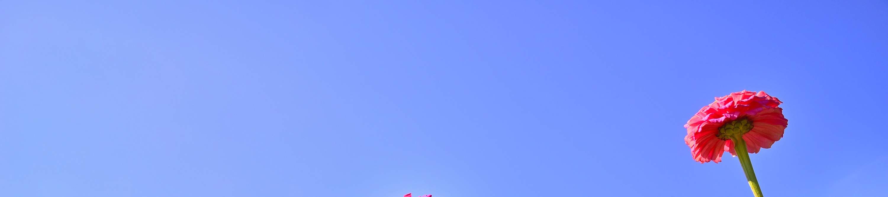 Bongpyeong Buckwheat Flower Festival + Pyeongchang Zinnia Festival