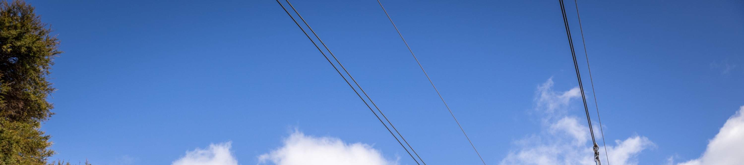 Полет сквозь кроны деревьев