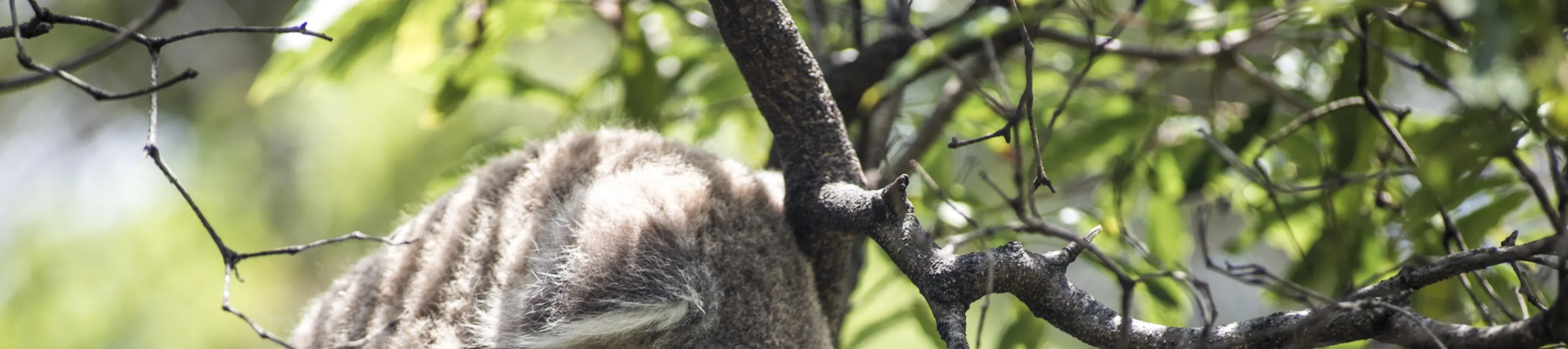 koala sleepig