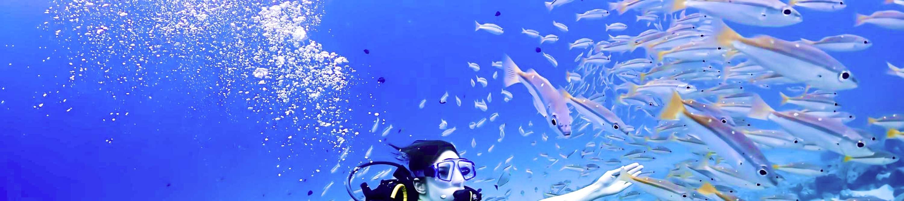 初学者潜水员在拉查诺岛与鱼群共游