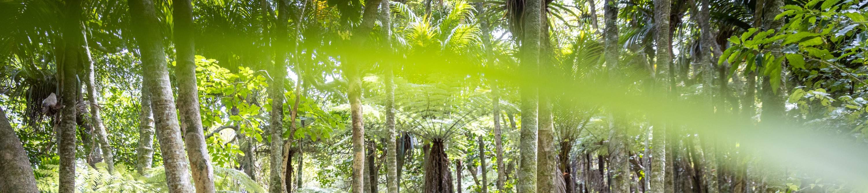 Незабываемые приключения на зиплайне