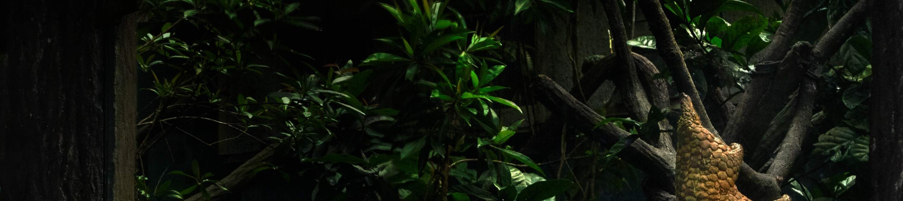 Singapore Shuttle Bus por Luxury Tours 